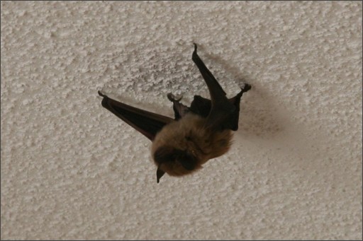 A rabid bat, hanging off my ceiling.
